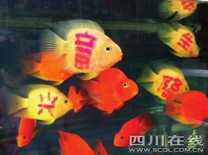 文身魚