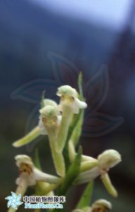 白花耳唇蘭 白花耳唇蘭