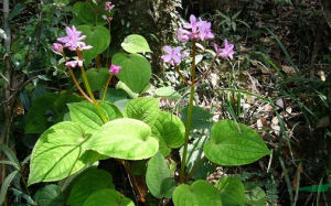 心葉異藥花 心葉異藥花