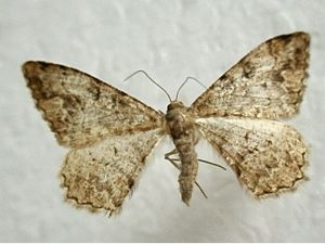 顯鹿尺蛾 顯鹿尺蛾