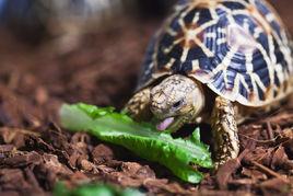 印度星龜 印度星龜