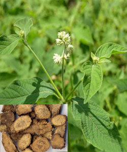 Cyathula officinalis