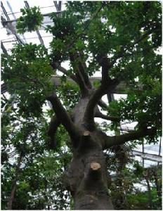 見血封喉[中藥]