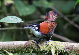 葦鷦鷯屬 葦鷦鷯屬