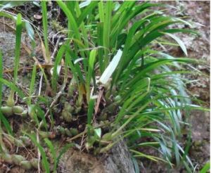 狹翅羊耳蒜 狹翅羊耳蒜