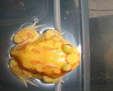 中國&middot;凱里原生態民族文化旅遊節