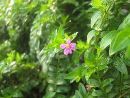 花冠狀地星 花冠狀地星