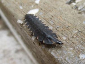 側肋蟲類 側肋蟲類