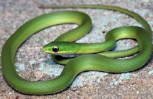 糙鱗綠樹蛇