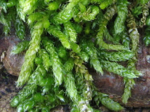 柏狀灰蘚 柏狀灰蘚