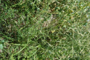 長穗鼠婦草 長穗鼠婦草