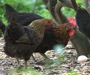 羅內土雞 羅內土雞