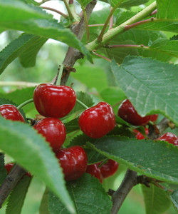 細齒櫻桃 細齒櫻桃