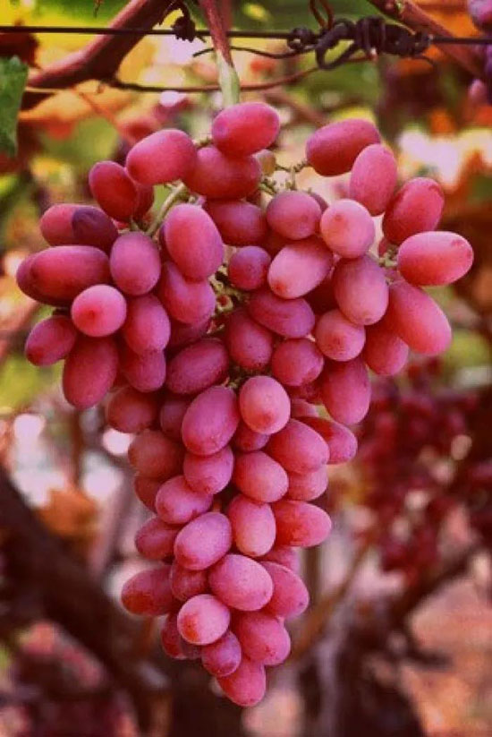 再過一個月,這裡將成為中國最美的地方。