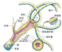 腔腸動物的模式圖