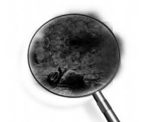 兵馬俑芽胞桿菌 兵馬俑芽胞桿菌