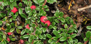 巴塘栒子 巴塘栒子