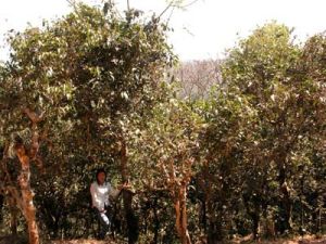 西雙版納納版河流域自然保護區