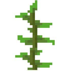 海帶[Minecraft中的一種物品]