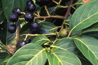 菲律賓厚殼桂 菲律賓厚殼桂