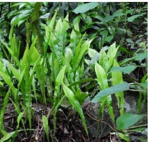 皺翅厚壁蕨 皺翅厚壁蕨