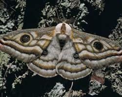 生物入侵 生物入侵