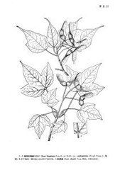 小果紫花槭 小果紫花槭