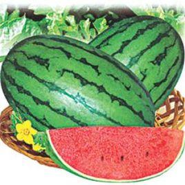 早春紅玉西瓜 早春紅玉西瓜