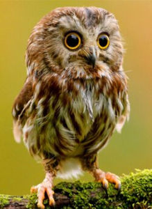 笑貓頭鷹 笑貓頭鷹