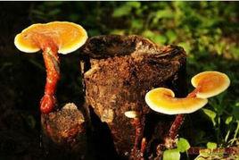 旌德靈芝 旌德靈芝