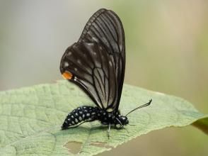 小黑斑鳳蝶