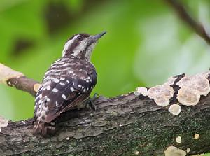 巽他啄木鳥 3