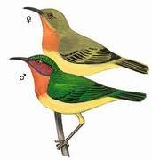 紫頰直嘴太陽鳥