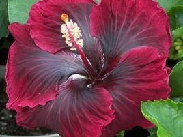 黑龍[朱槿品種]