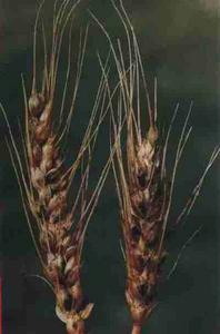 （圖）小麥矮腥黑穗病菌