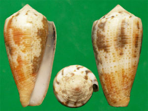 道雷芋螺 道雷芋螺