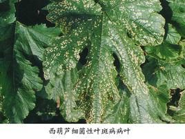 西葫蘆細菌性葉枯病 西葫蘆細菌性葉枯病