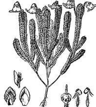 鼠尾岩須 鼠尾岩須