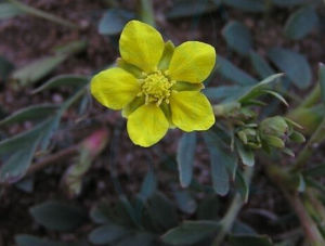 矮生二裂委陵菜 矮生二裂委陵菜