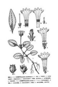 密花螺序草 密花螺序草