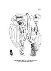 出水水菜花 出水水菜花