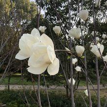 白玉公園玉蘭花