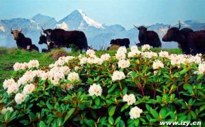 泗洱自然保護區 泗洱自然保護區