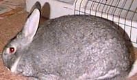 美種金吉拉兔