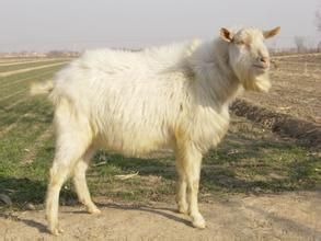 魯北白山羊 魯北白山羊