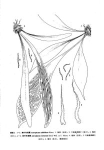 革葉車前蕨 革葉車前蕨