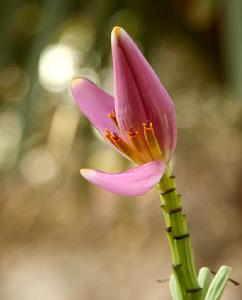 紫苞芭蕉 紫苞芭蕉