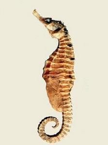 三斑海馬 三斑海馬