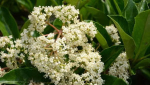 毛枝珊瑚冬青 毛枝珊瑚冬青