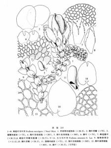 刺苞葉耳葉苔 刺苞葉耳葉苔